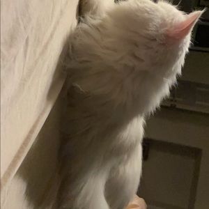 Meet your Posher, Soheila